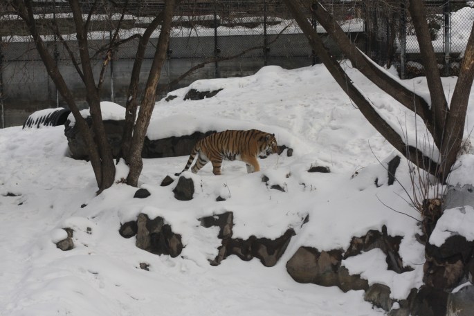 Iola's favorite animal to watch at the Como Zoo. The tiger paced the snowy cage. 